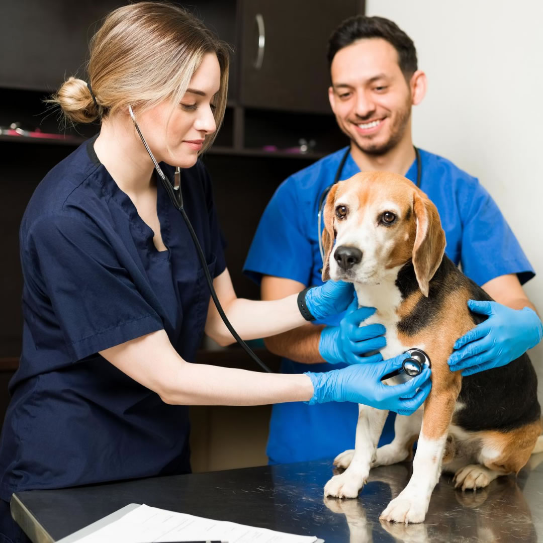 Veterinario