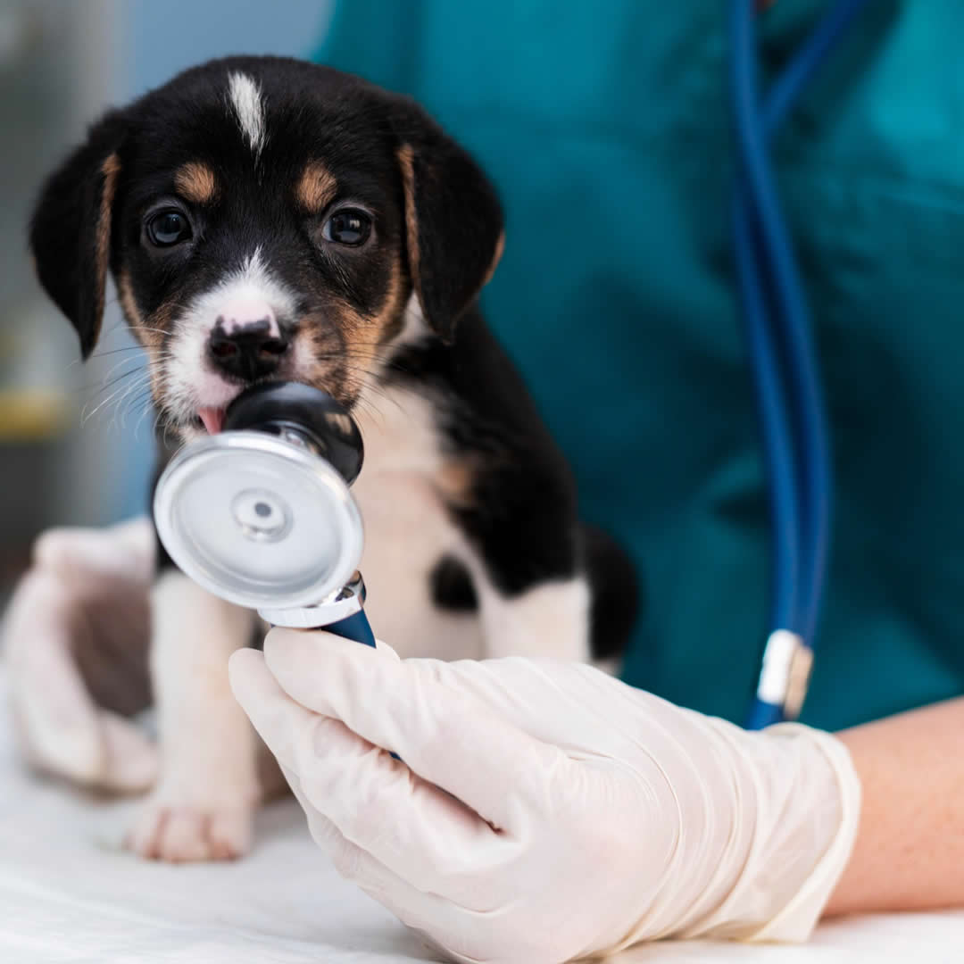 Veterinarios