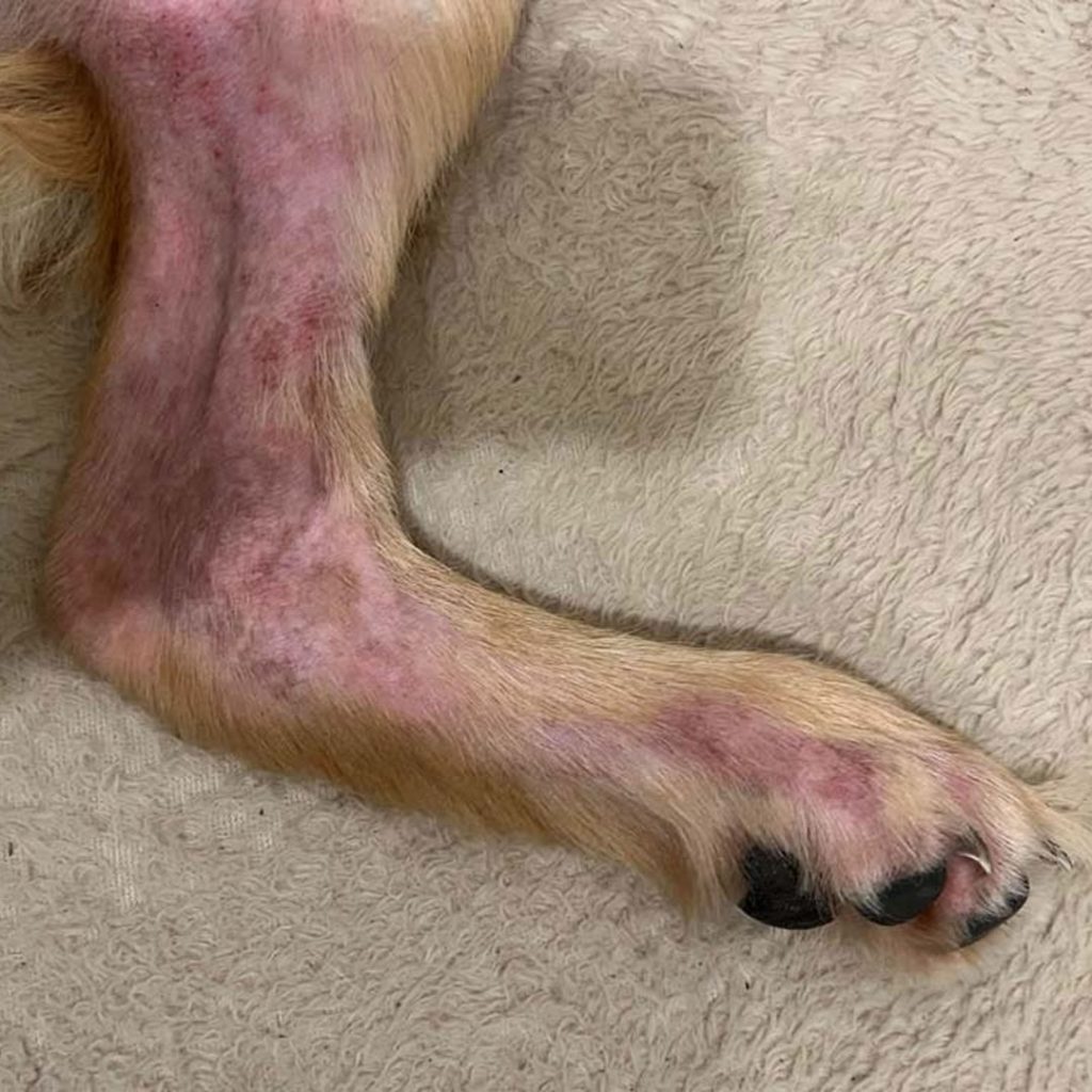 Dermatitis atópica en perros